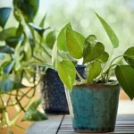 Is misting good for pothos?