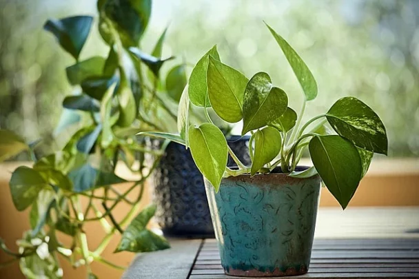 Is misting good for pothos?