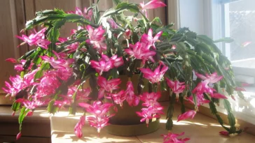 Schlumbergera