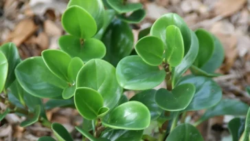 Baby Rubber Plant