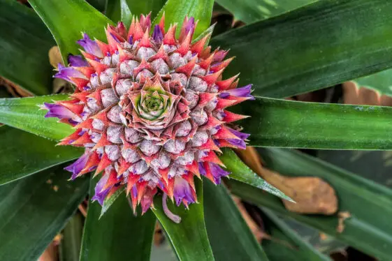 Bromeliad Pups Care - A Complete Guide - Love Planting