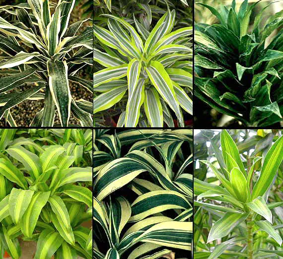 Dracaena Sanderiana Care A Complete Guide Love Planting   Dracaena Sanderiana 