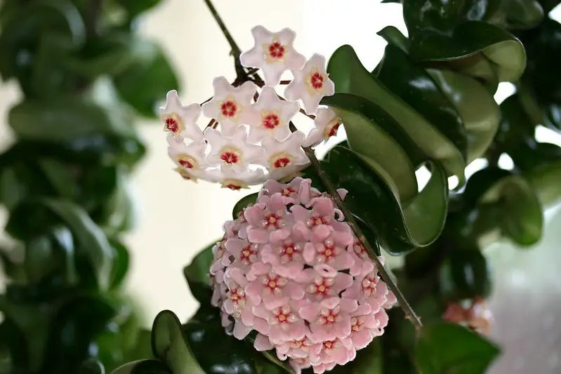 Hoya Carnosa Compacta Care - A Complete Guide - Love Planting