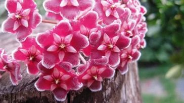 Hoya Pubicalyx