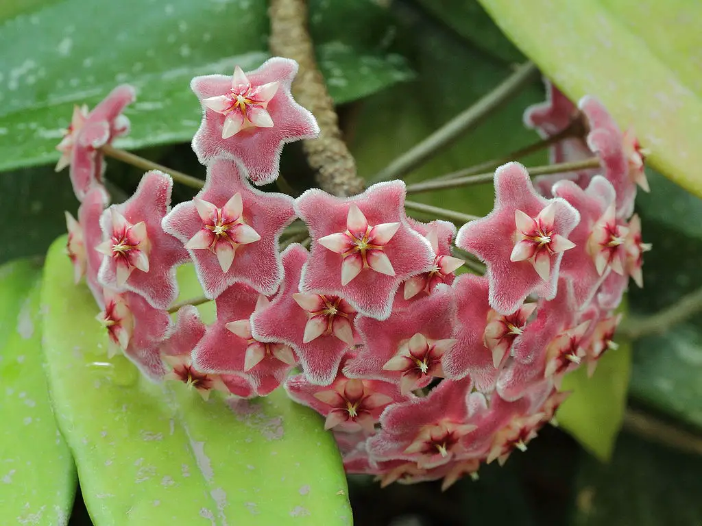 Hoya Pubicalyx Care - A Complete Guide - Love Planting
