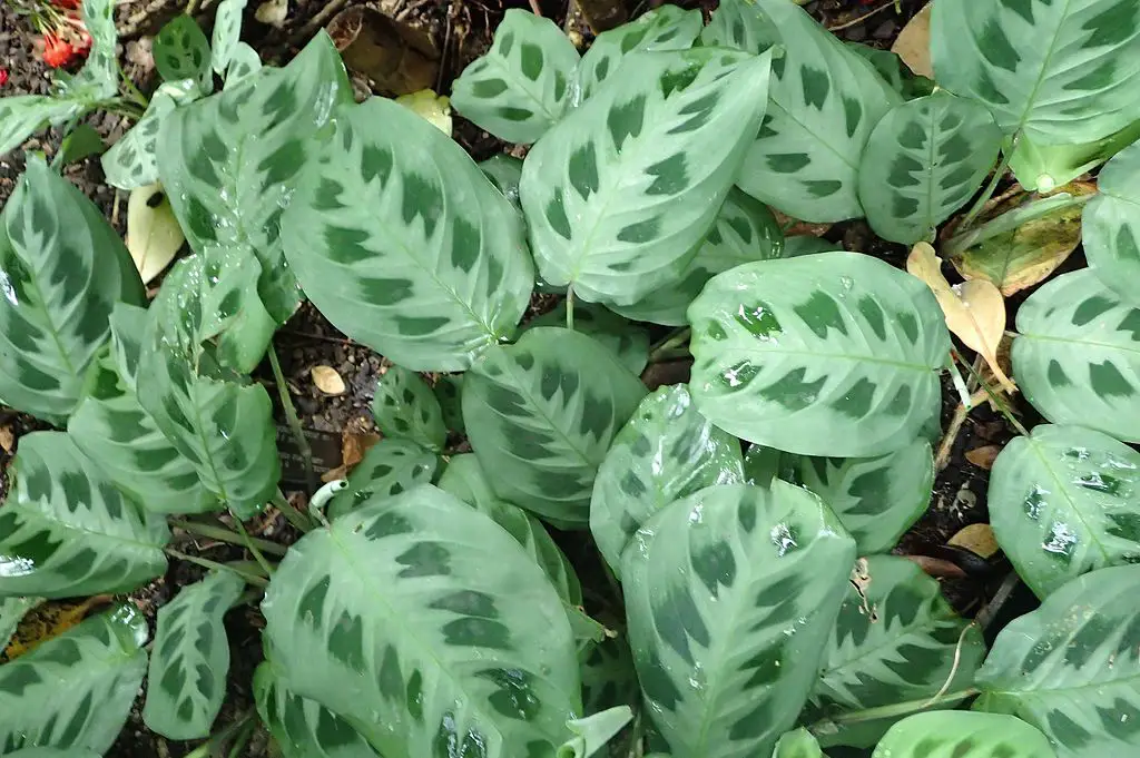 Maranta Leuconeura Care - A Complete Guide - Love Planting