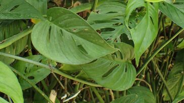 Monstera epipremnoides