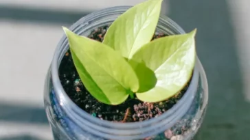 Neon Pothos