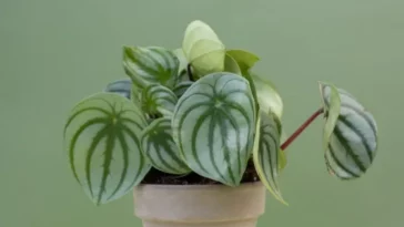 Peperomia Caperata