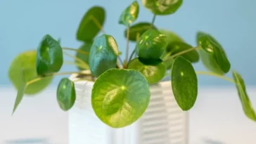 Peperomia Hope