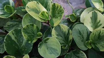 Peperomia Obtusifolia Care - A Complete Guide