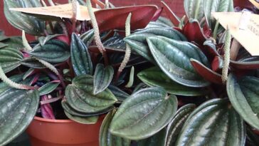 Peperomia Rosso