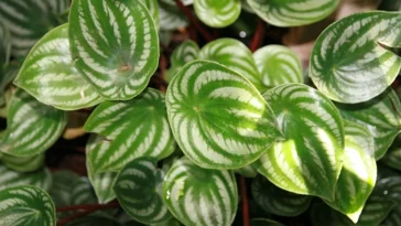 Watermelon Peperomia