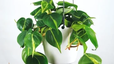 Philodendron Brasil