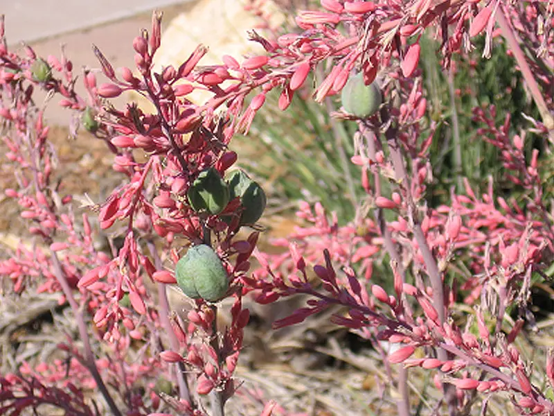 Red Yucca Care A Complete Guide Love Planting