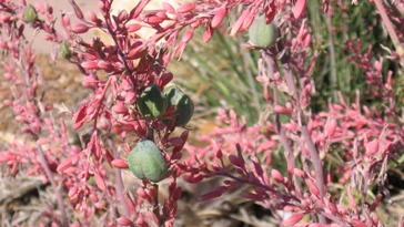 Red Yucca