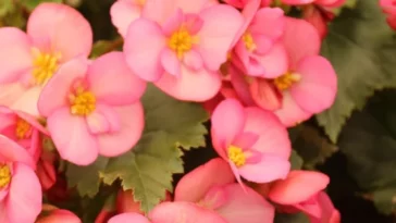 Rieger Begonia