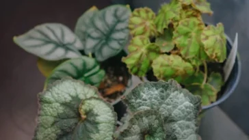 Strawberry Begonia