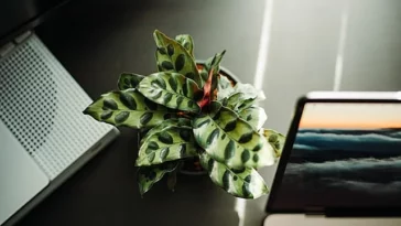 Rattlesnake Plant