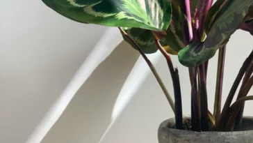 calathea makoyana