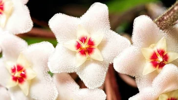 Hoya Australis