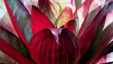 Bromeliad Care