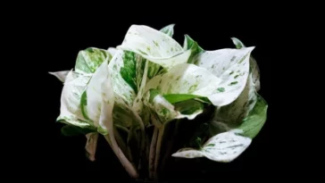 Pearls and Jade Pothos