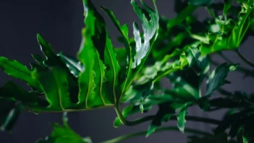 Philodendron Xanadu