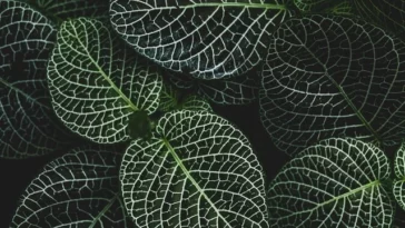 Painted Leaf Begonia