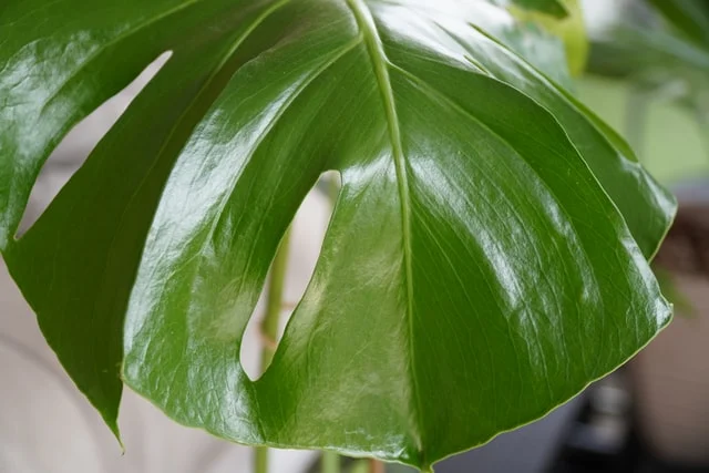 Philodendron Monstera