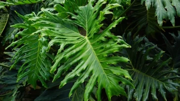 Philodendron Selloum