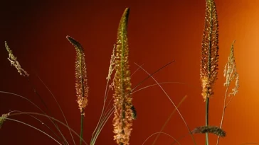 Foxtail Fern