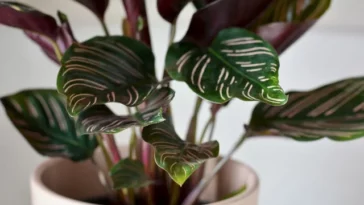 Calathea Roseopicta