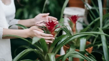 Bromeliad Pups