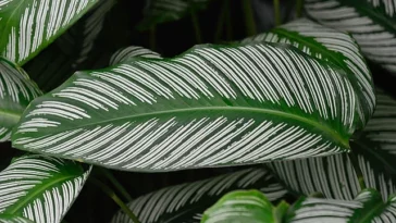 Maranta Leuconeura