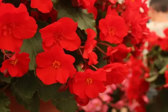 Dragon Wing Begonia