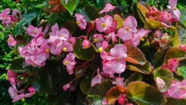 Wax Begonia