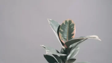 Variegated Rubber Plant