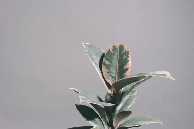 Variegated Rubber Plant