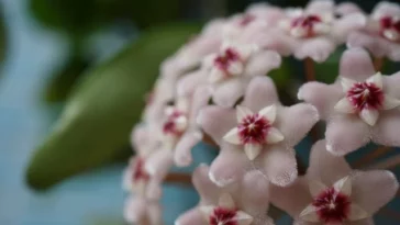 Hoya Carnosa Compacta