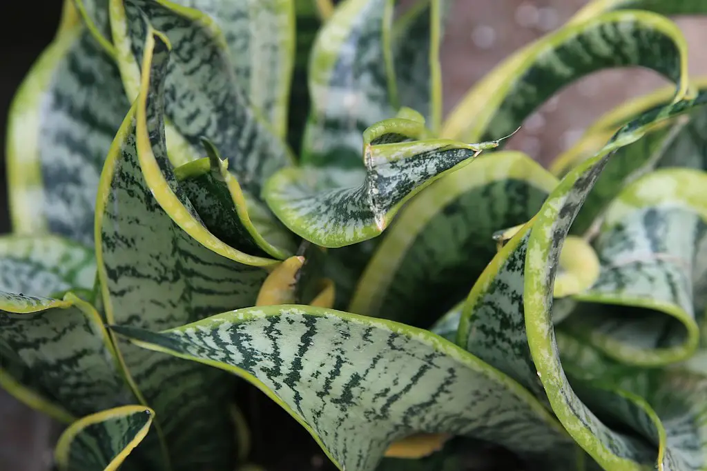 Bird's Nest Snake Plant Care - A Complete Guide - Love Planting