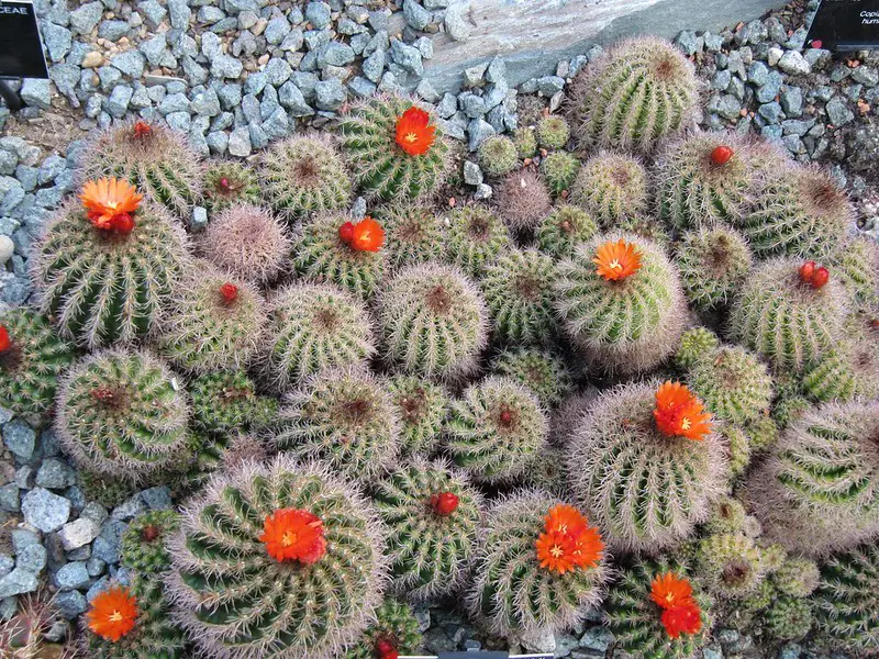 Flowering Cactus Care A Complete Guide Love Planting