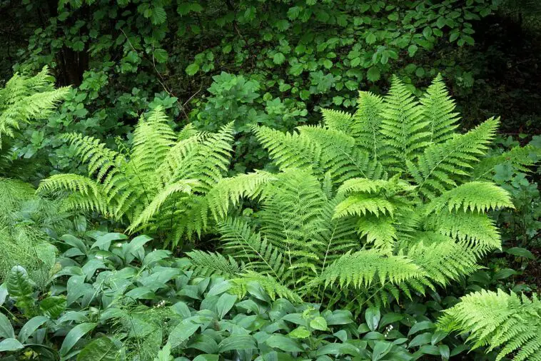 How Often To Water Ferns - Love Planting