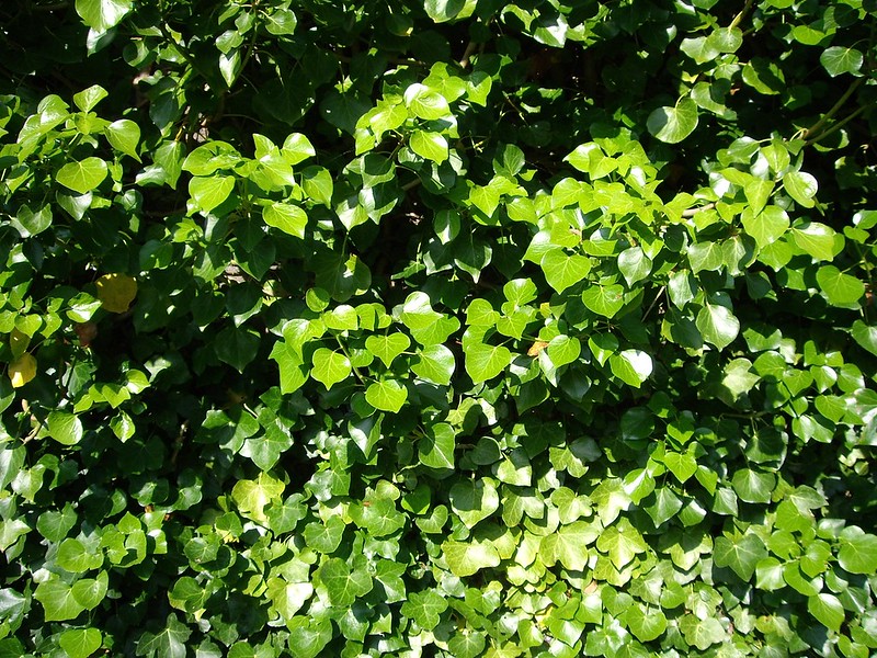 Irish Ivy