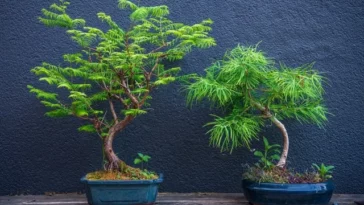 Bonsai Trees for Beginners