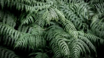 Lace Fern