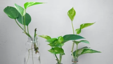 Pothos Yellow Leaves