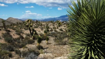 Yucca Rostrata