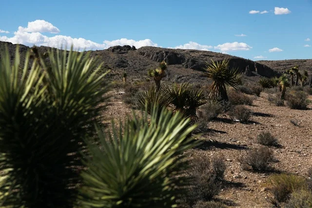 Yucca Gloriosa