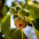 Dwarf Fig Tree